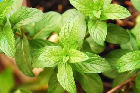 香草植物土壤管理