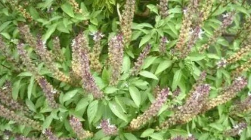 九層塔收割方法