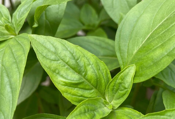 九層塔葉子小原因