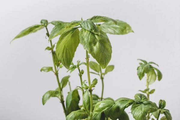 九層塔種植土質
