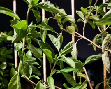 九層塔種植問題