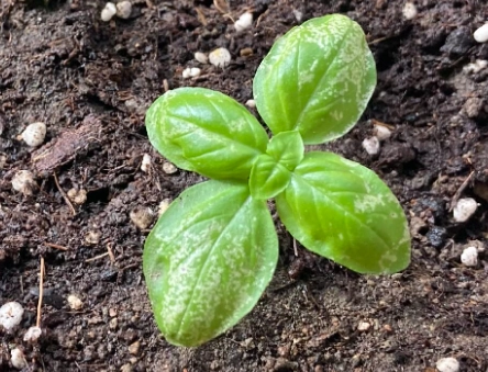 九層塔種植技巧