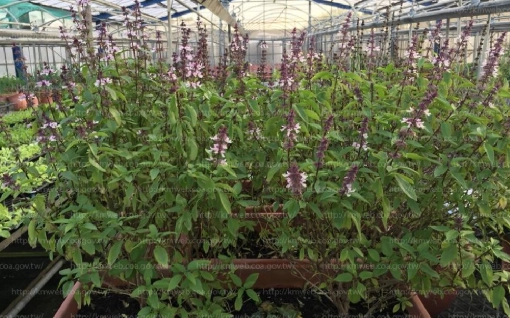 九層塔收割方法