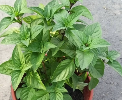 九層塔葉子小處理