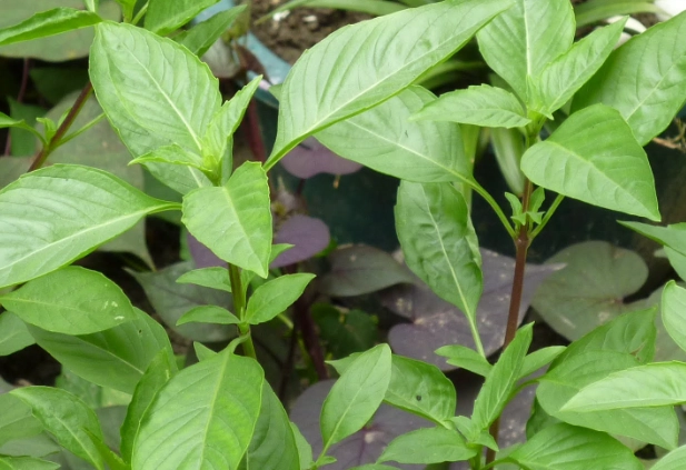 香草植物木質化