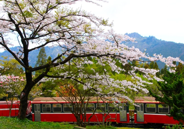 阿里山導覽服務