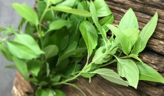 如何挑選新鮮九層塔