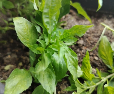 九層塔葉子發黃