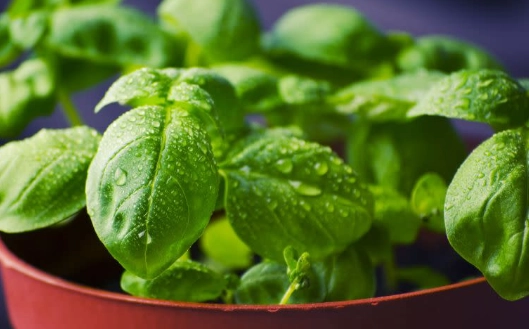 九層塔採收時機