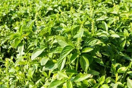 九層塔養護方法