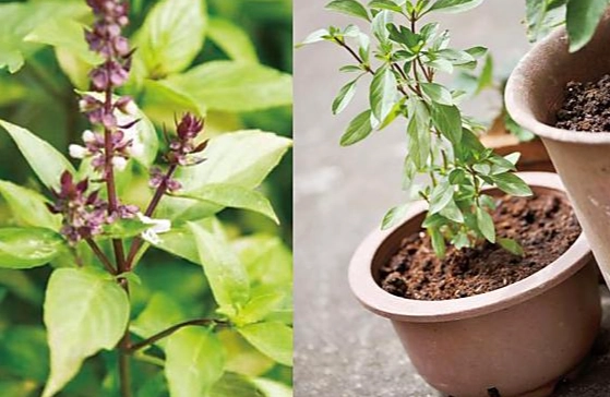 九層塔種植技巧