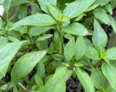 九層塔葉子發黃