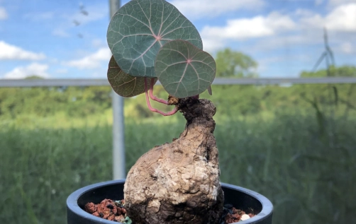 山烏龜生根方法