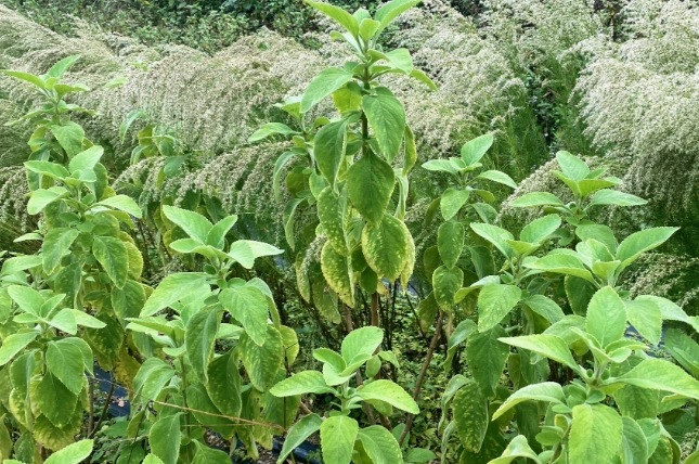 左手香養護技巧