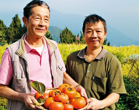 台灣柿子產地