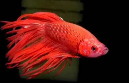 延長鬥魚壽命方法