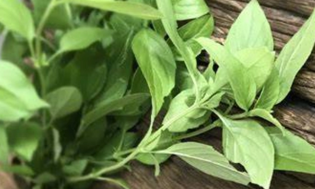 九層塔摘心方法