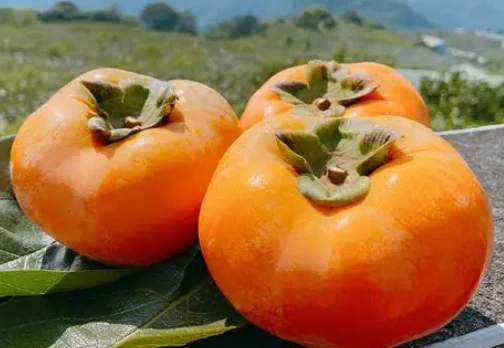甜柿品種