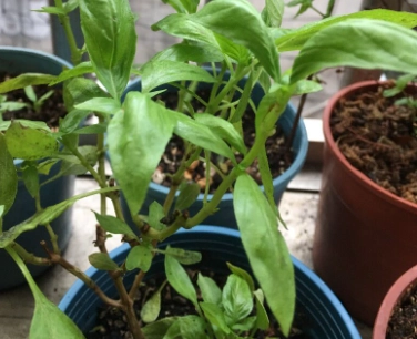 九層塔葉子捲曲原因