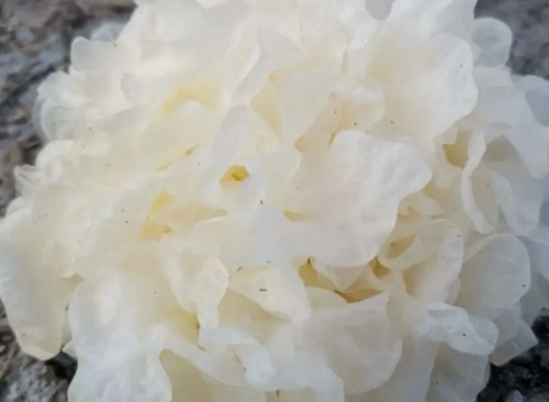 白木耳保存方法