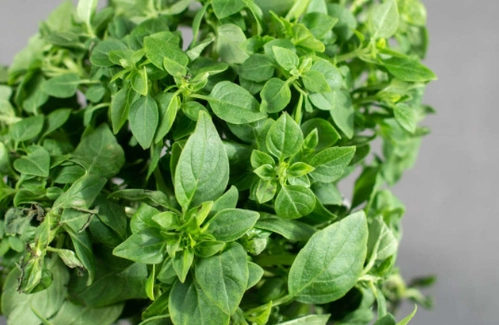 九層塔種植澆水