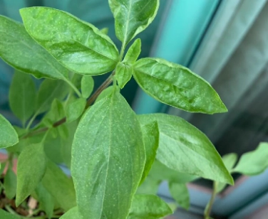 九層塔葉子捲曲處理