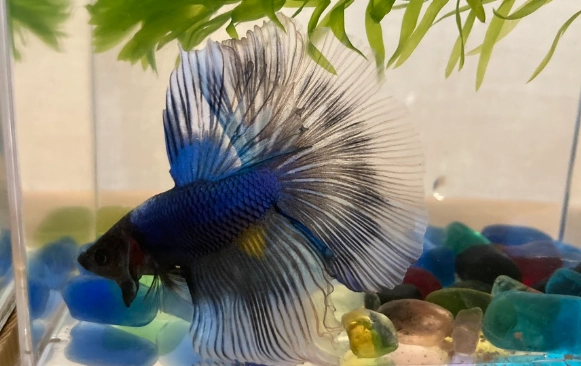 鬥魚換水後不動原因