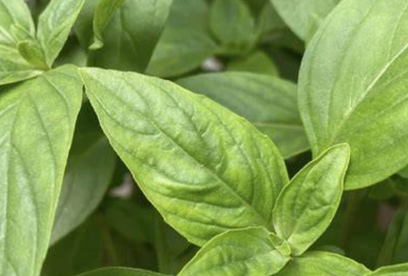 九層塔病蟲害症狀