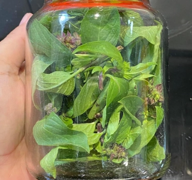 九層塔保鮮技巧