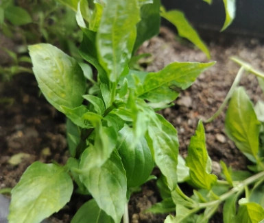 九層塔收割方法