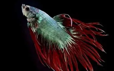 鬥魚壽命影響因素