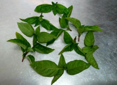 九層塔葉片皺褶處理