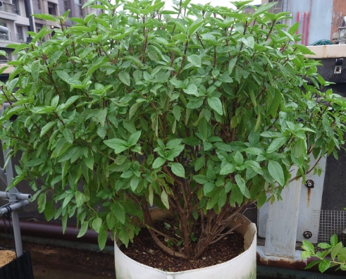 九層塔種植技巧