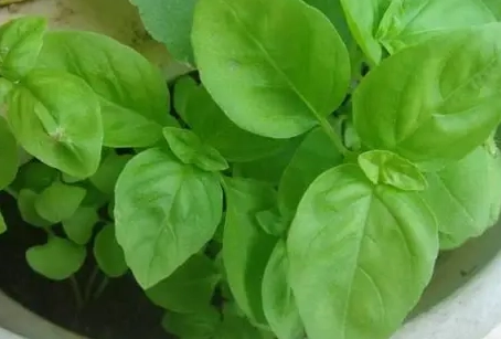 九層塔種植技巧