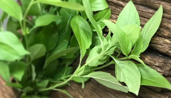 九層塔種植高度