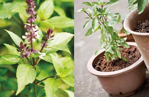 九層塔開花不長葉原因