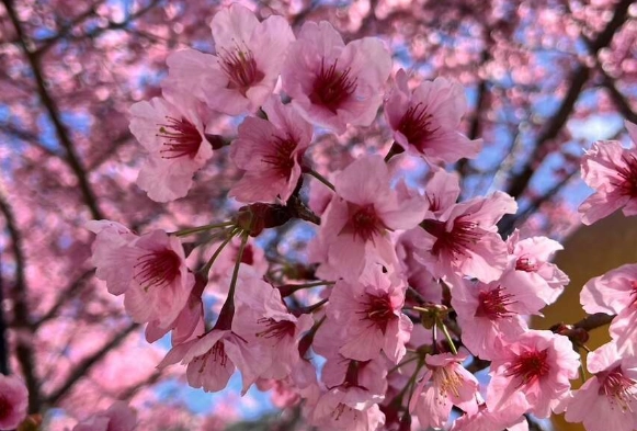 九層塔開花處理