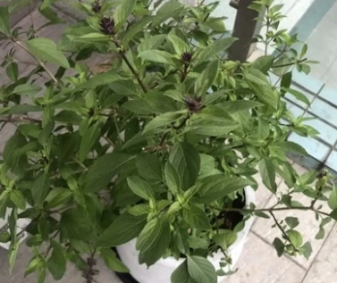 九層塔葉子掉落原因