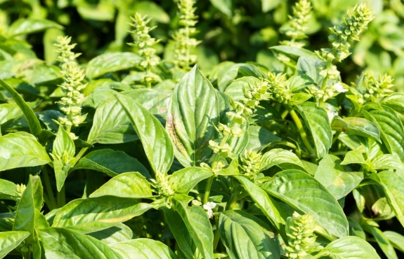 九層塔變黑原因