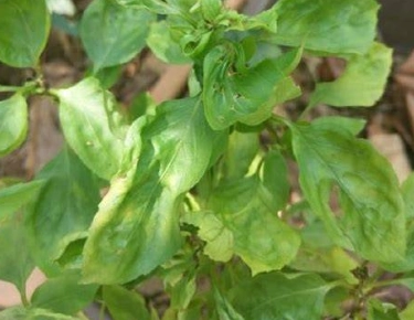 九層塔葉片皺褶處理