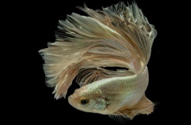 延長鬥魚壽命方法