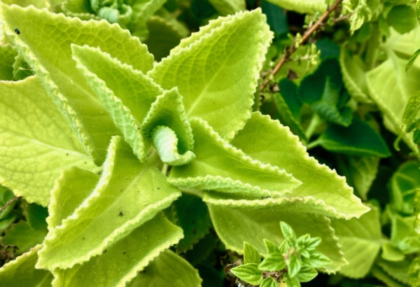 左手香養護技巧