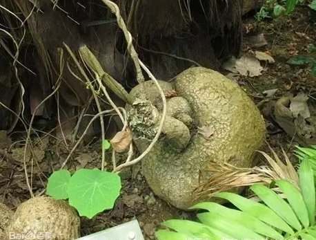 山烏龜爛根處理