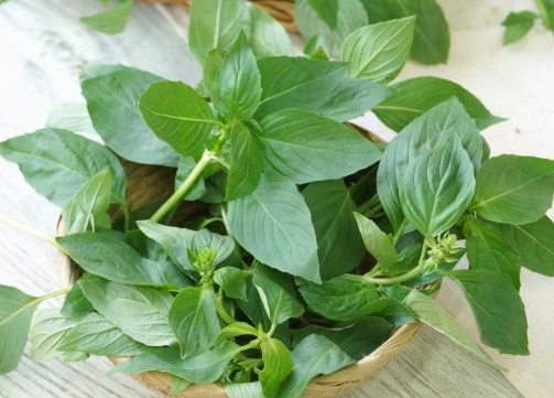 九層塔種植技巧