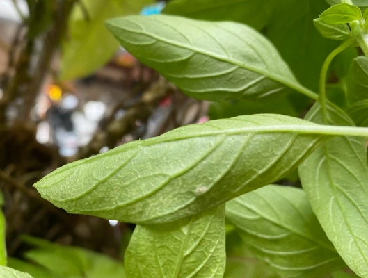 九層塔葉子小處理