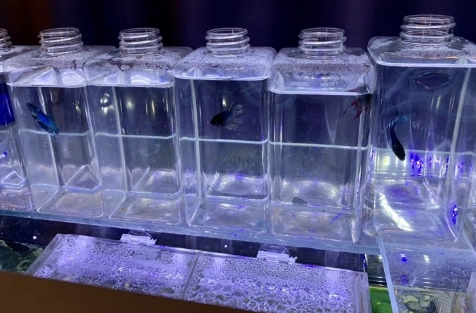 鬥魚換水後不動處理