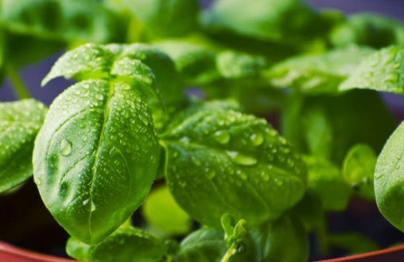 九層塔葉子變黑