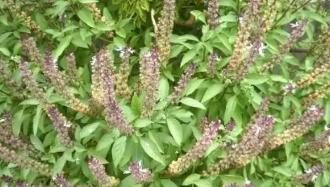 九層塔開花不長葉原因