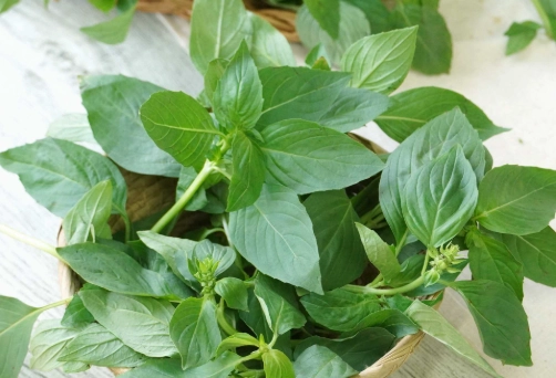 九層塔購買指南