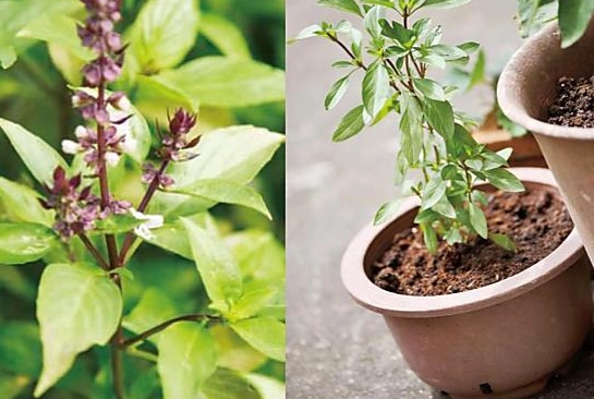 香草植物土壤管理